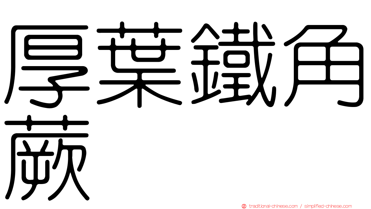 厚葉鐵角蕨