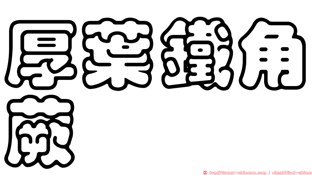 厚葉鐵角蕨