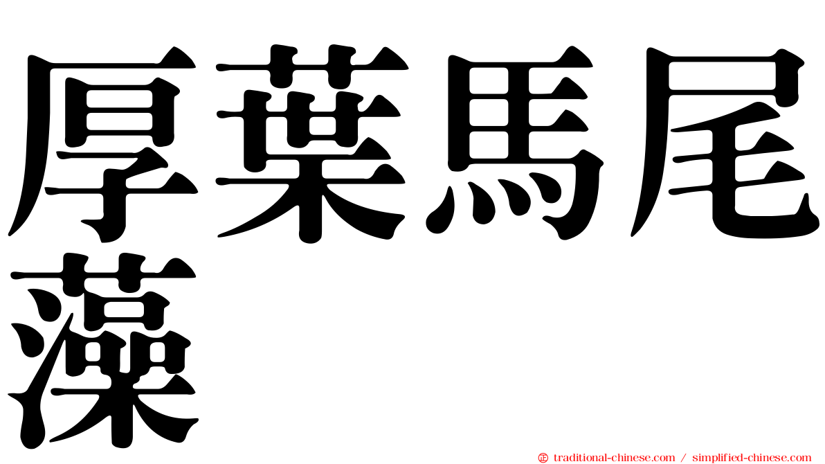 厚葉馬尾藻