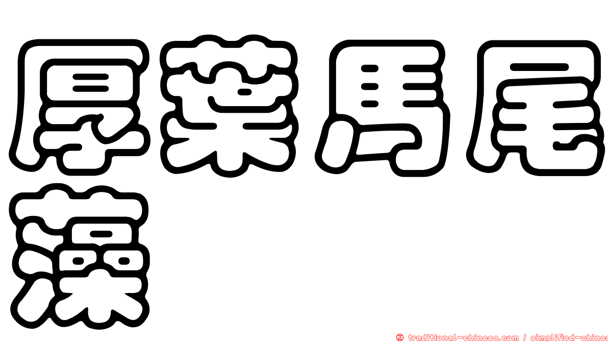 厚葉馬尾藻