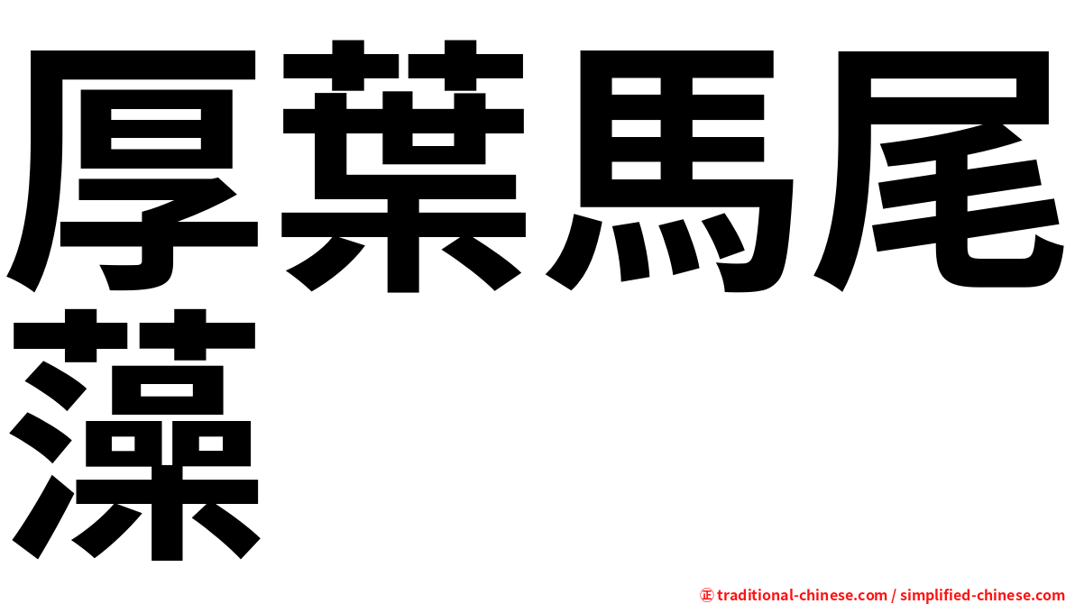 厚葉馬尾藻