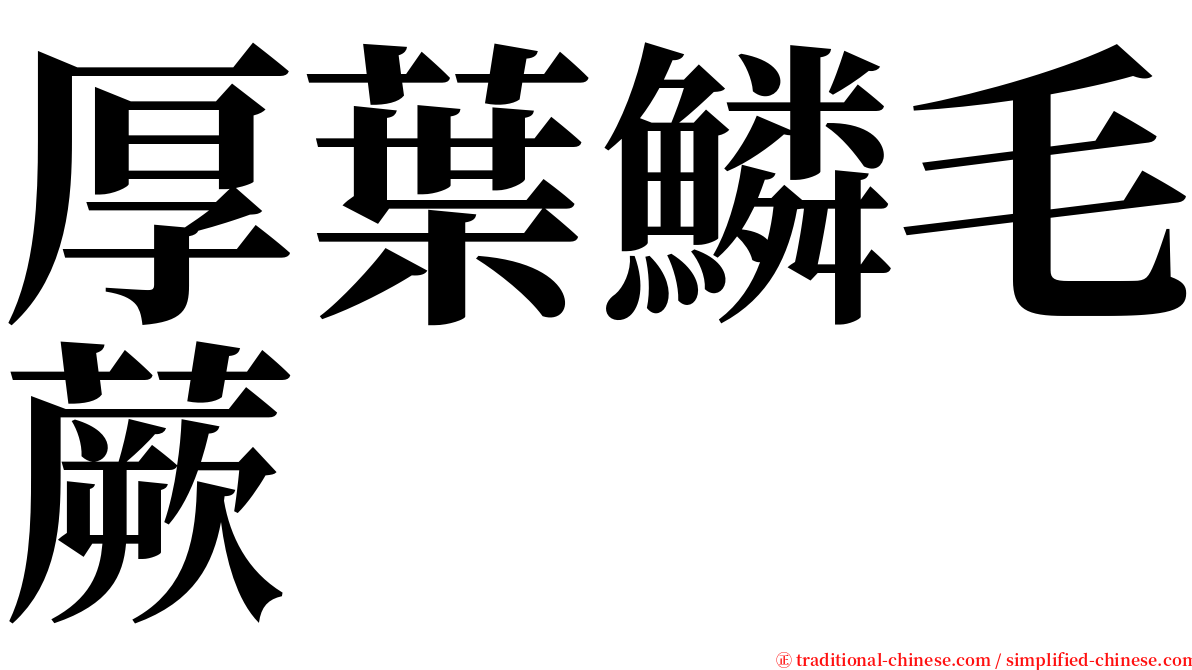 厚葉鱗毛蕨 serif font