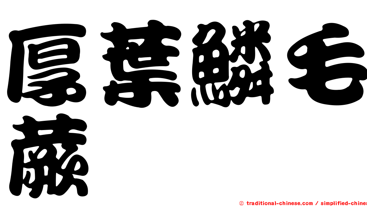 厚葉鱗毛蕨