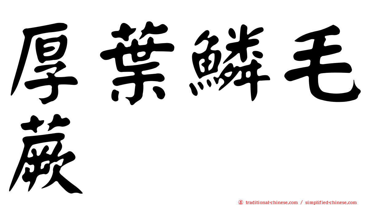 厚葉鱗毛蕨