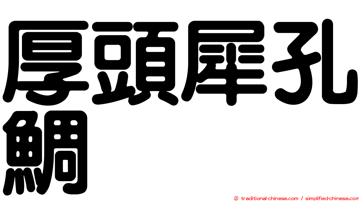 厚頭犀孔鯛