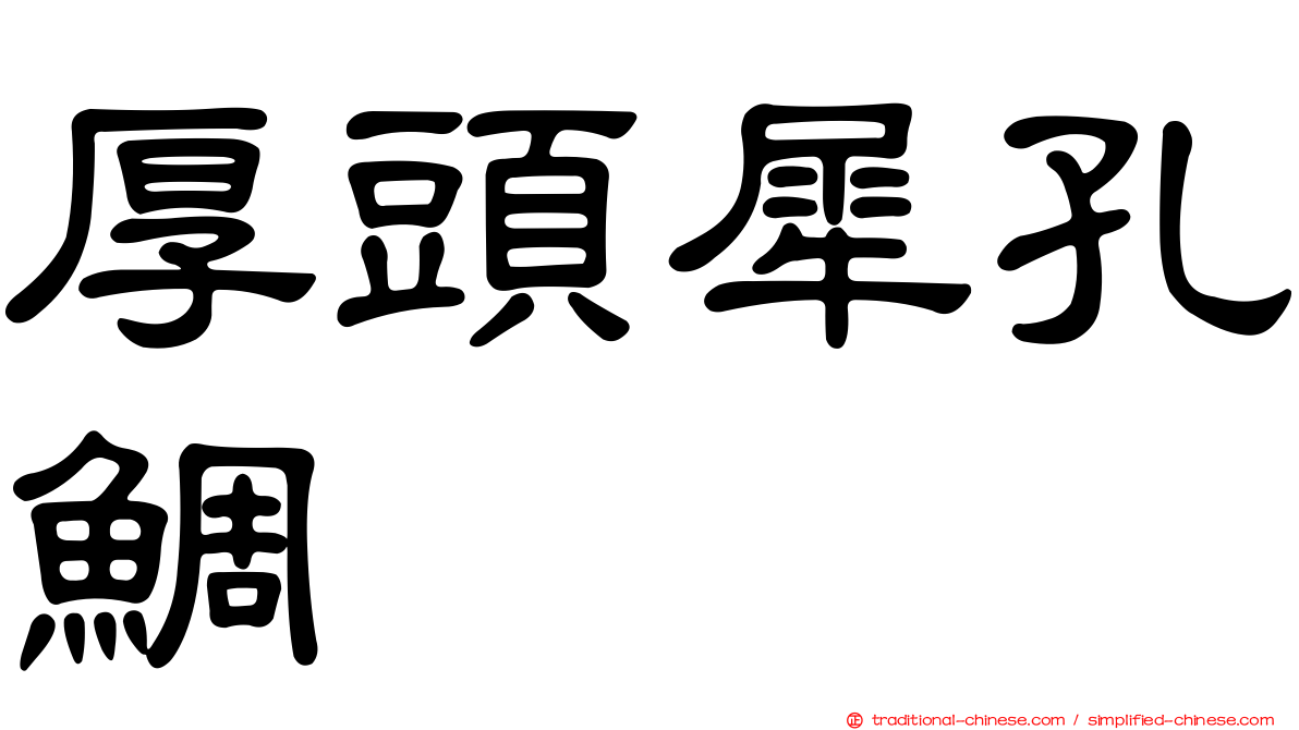 厚頭犀孔鯛