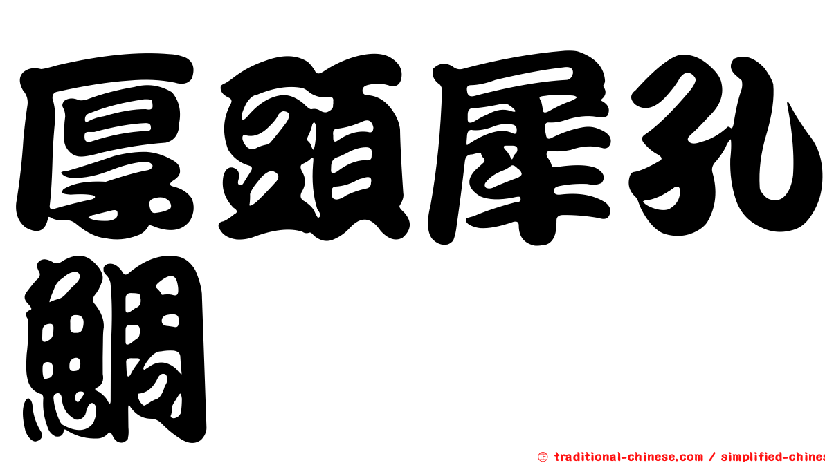 厚頭犀孔鯛