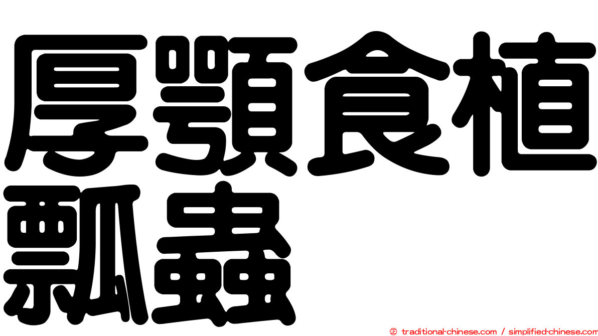 厚顎食植瓢蟲