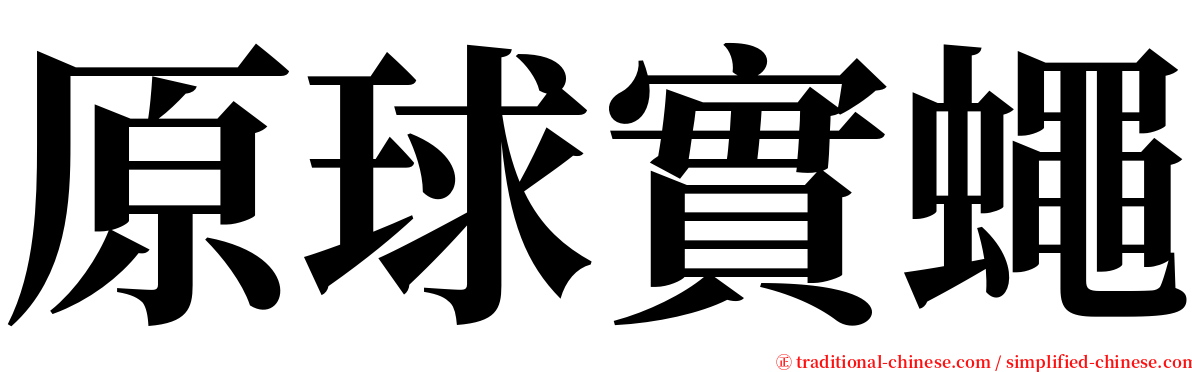 原球實蠅 serif font