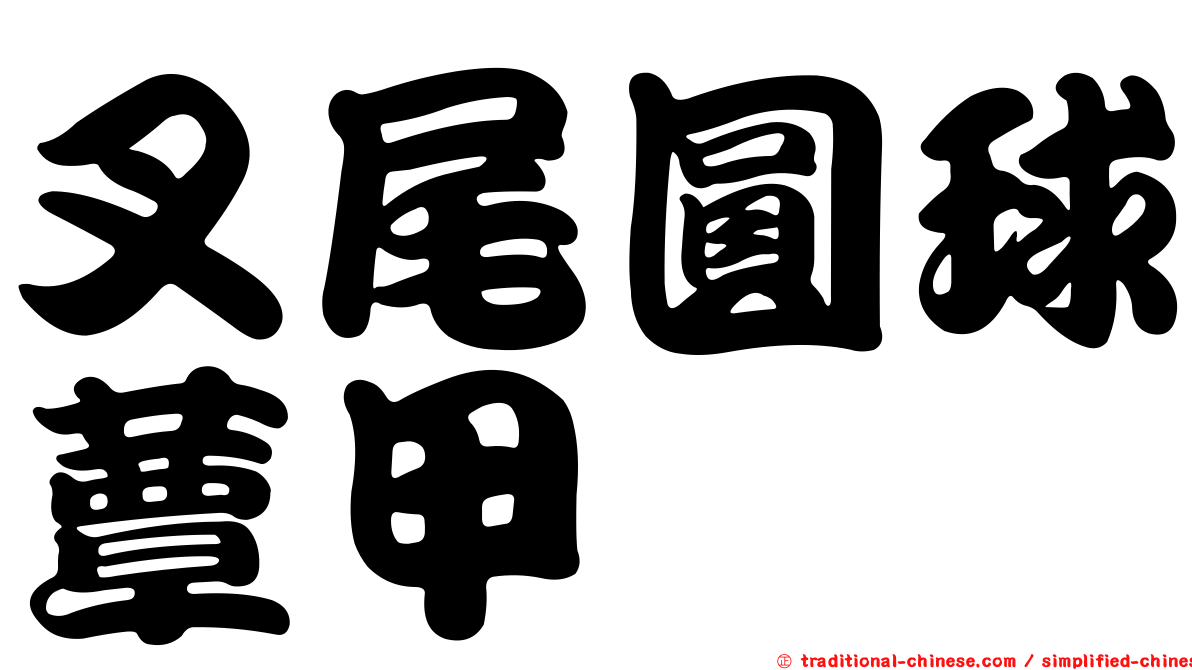 叉尾圓球蕈甲