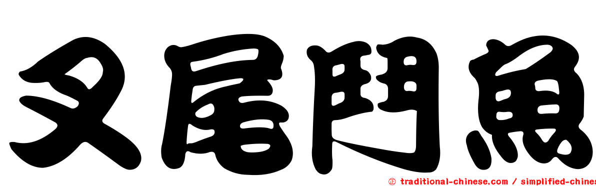 叉尾鬥魚