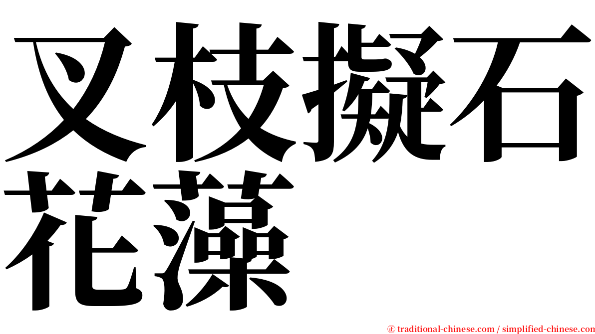 叉枝擬石花藻 serif font