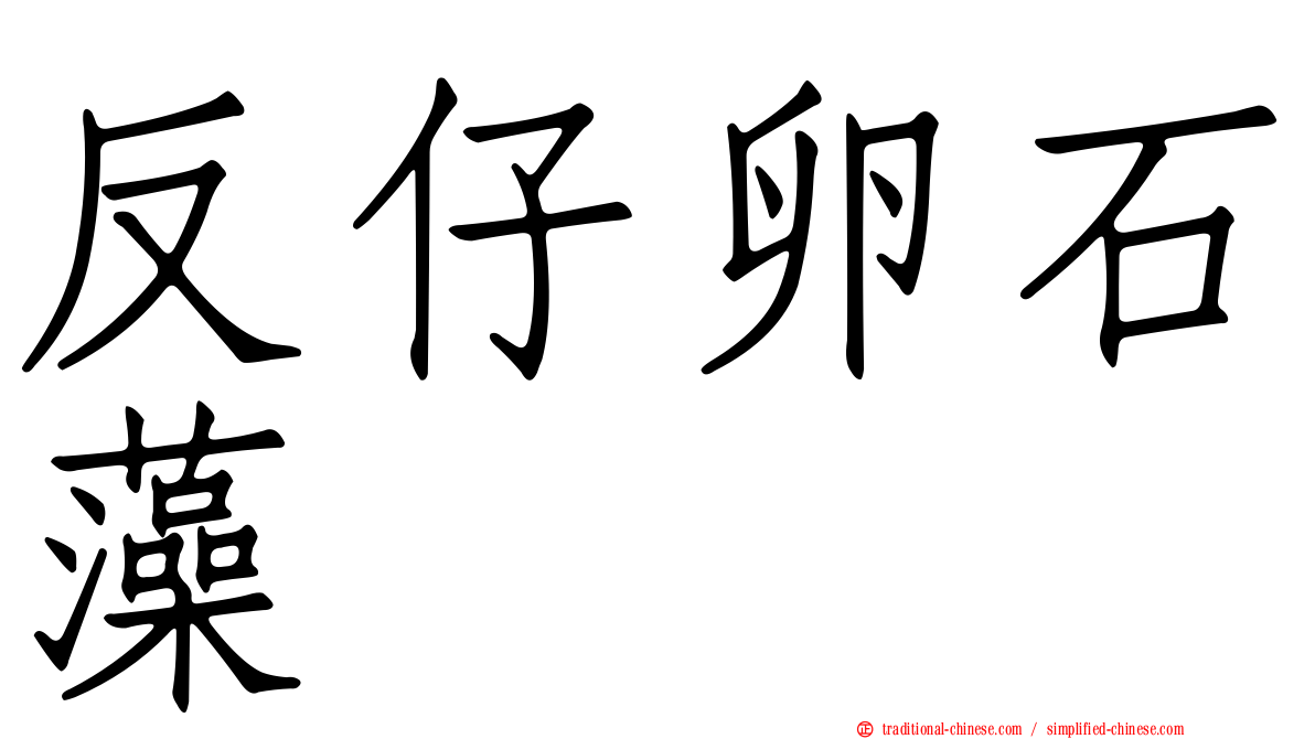 反仔卵石藻