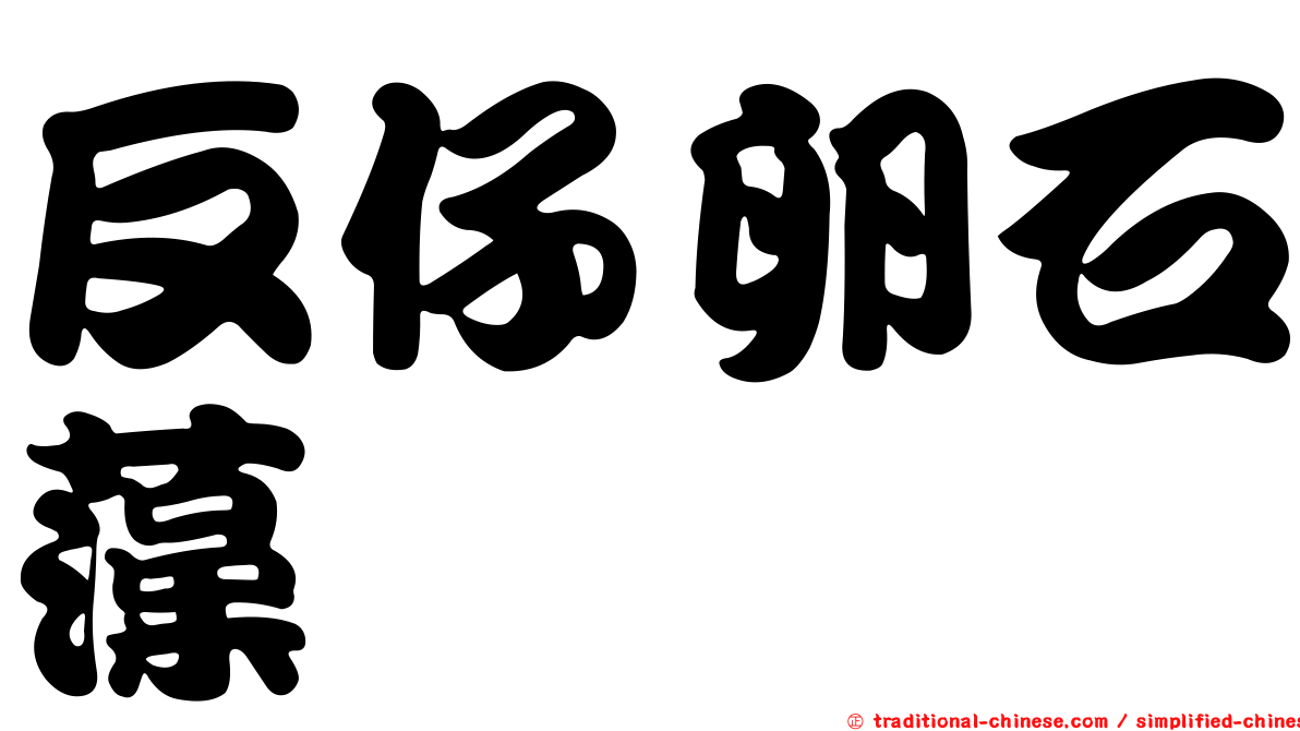 反仔卵石藻