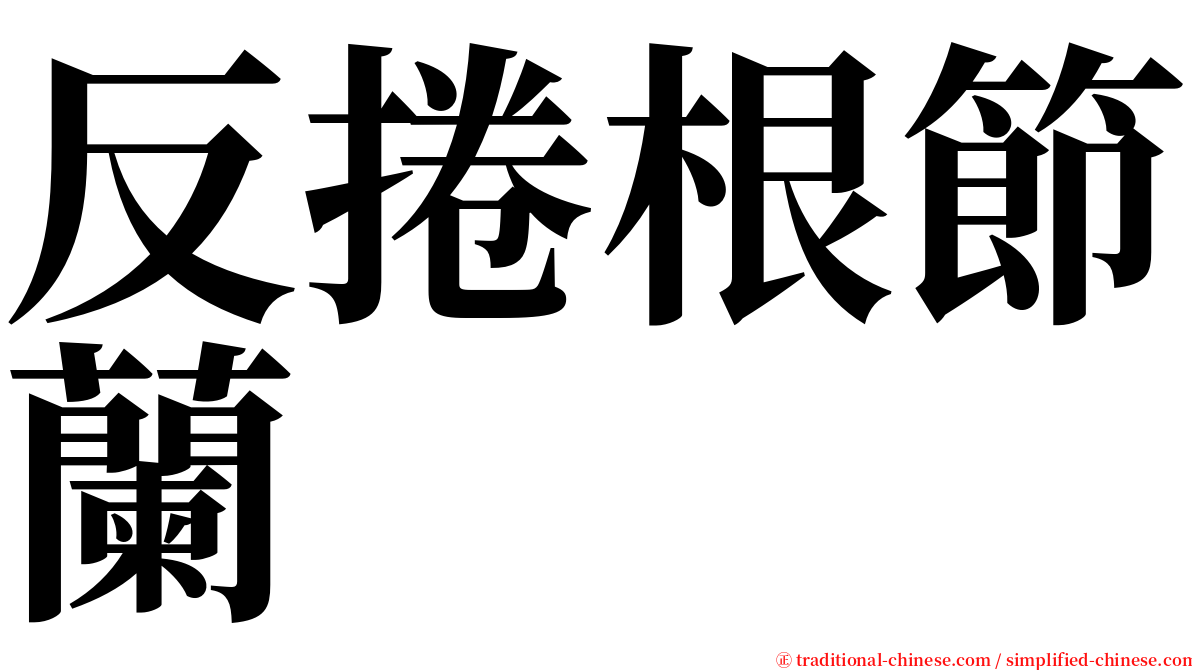 反捲根節蘭 serif font