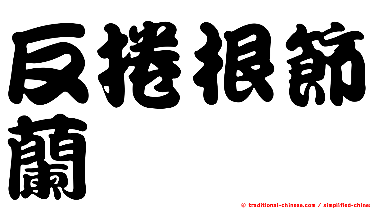 反捲根節蘭