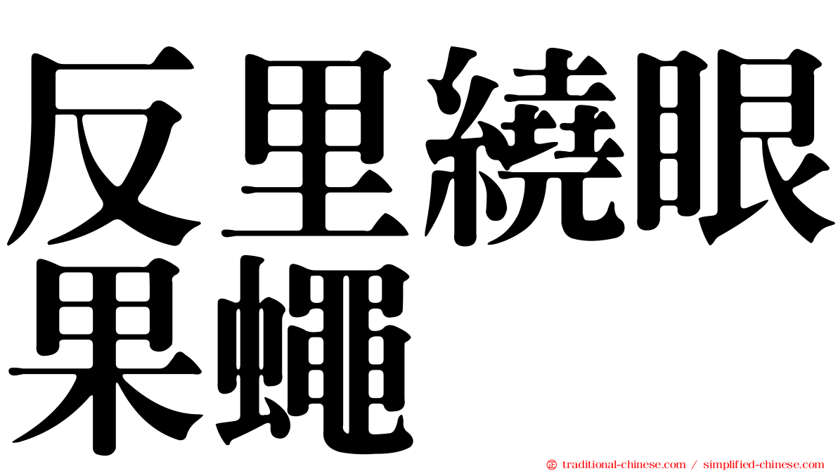 反里繞眼果蠅