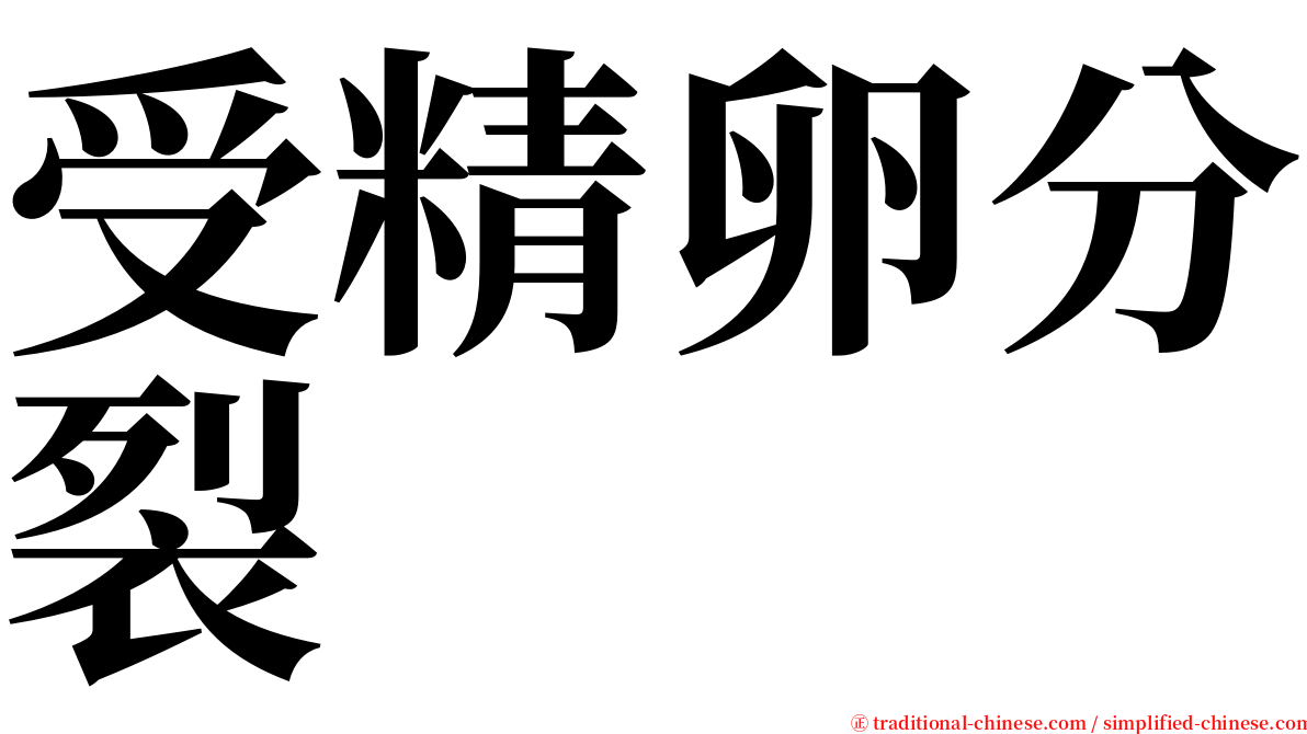 受精卵分裂 serif font
