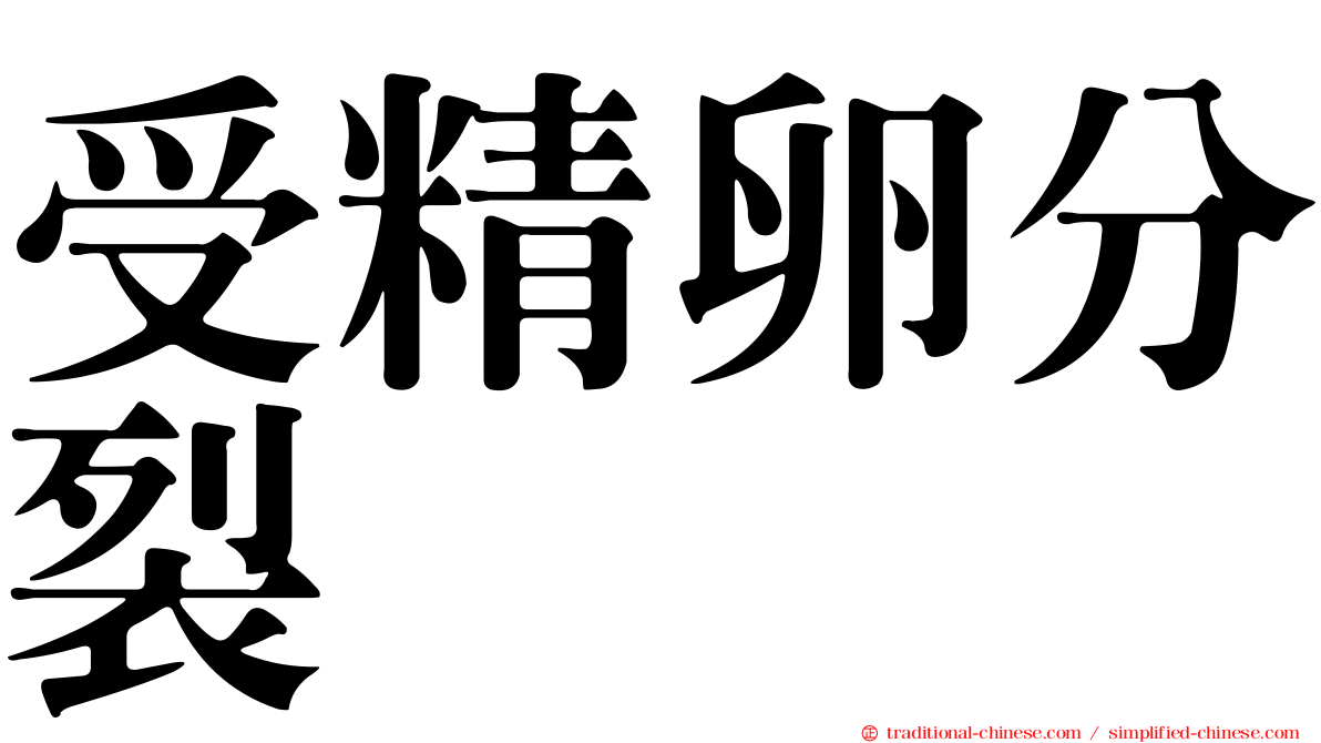 受精卵分裂