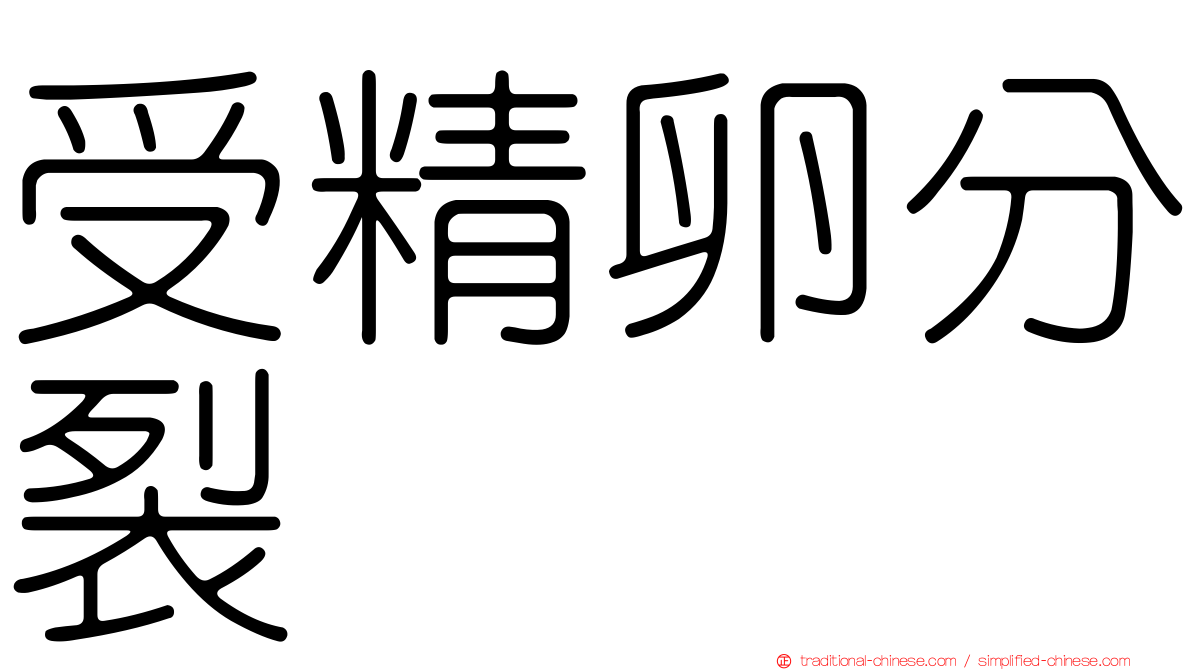 受精卵分裂