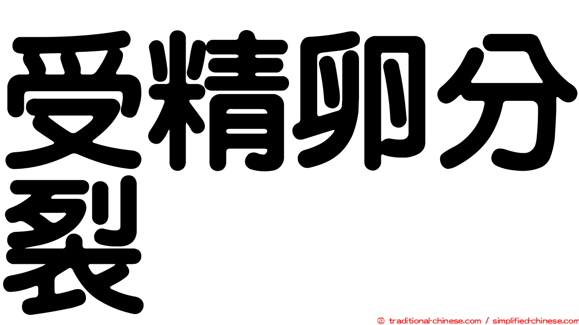 受精卵分裂