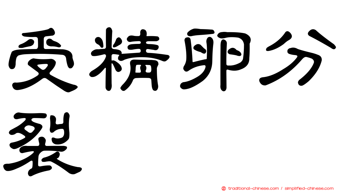 受精卵分裂