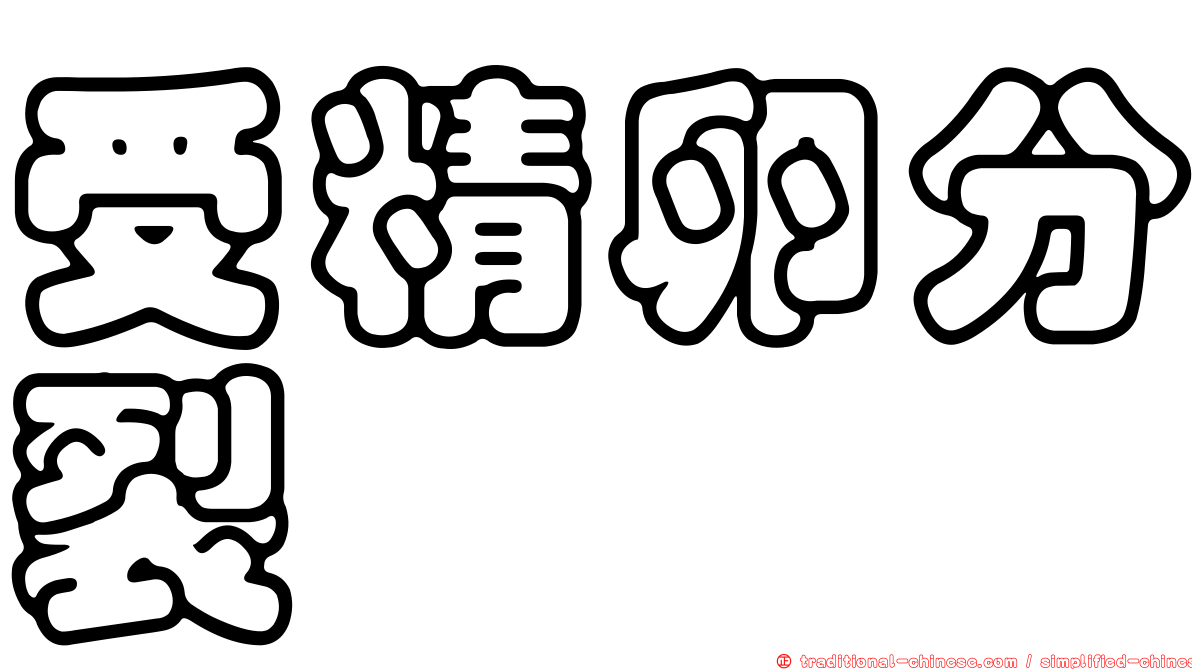 受精卵分裂