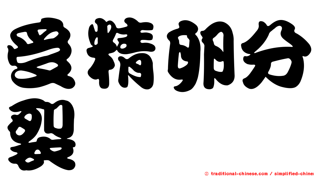 受精卵分裂