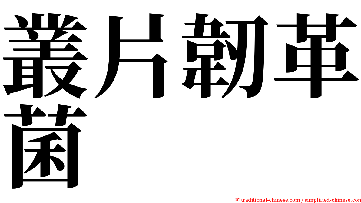 叢片韌革菌 serif font