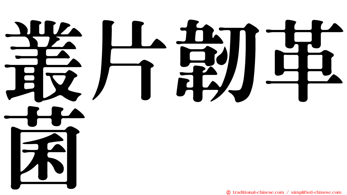 叢片韌革菌