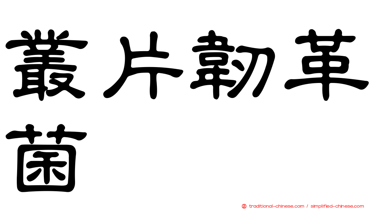 叢片韌革菌