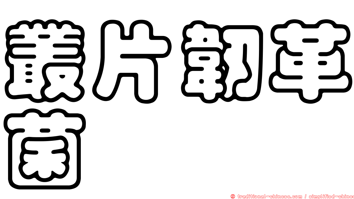 叢片韌革菌