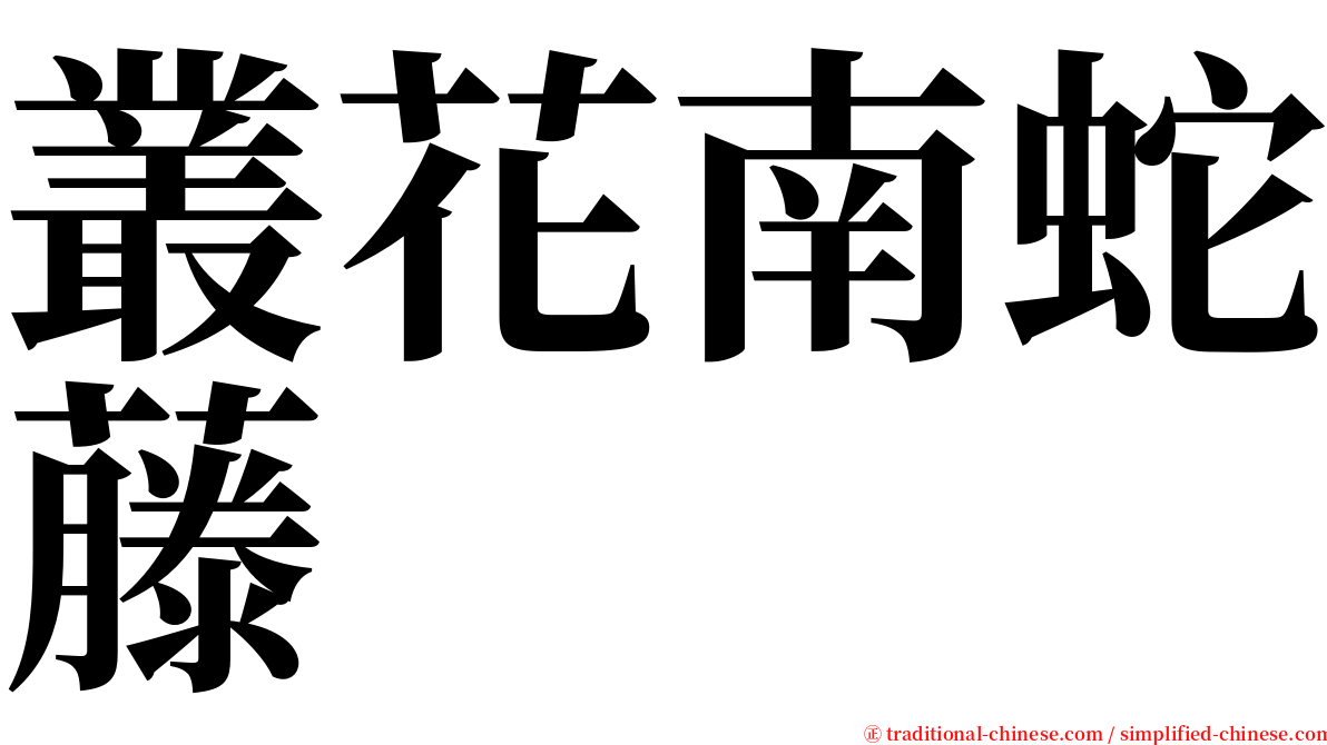 叢花南蛇藤 serif font