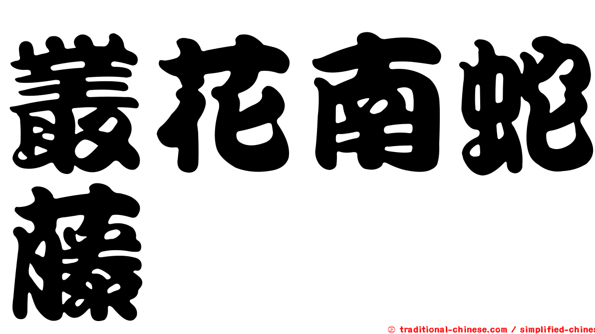 叢花南蛇藤