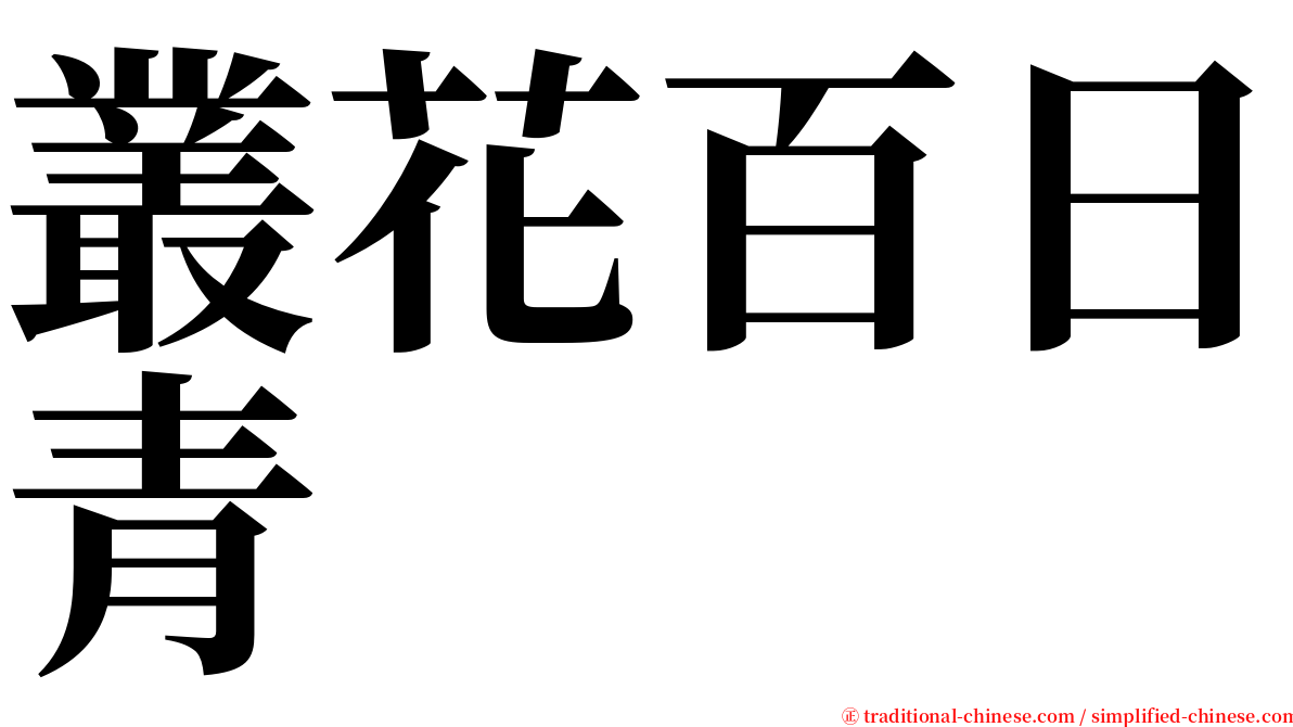 叢花百日青 serif font