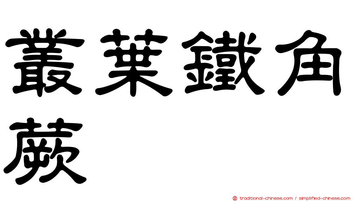 叢葉鐵角蕨