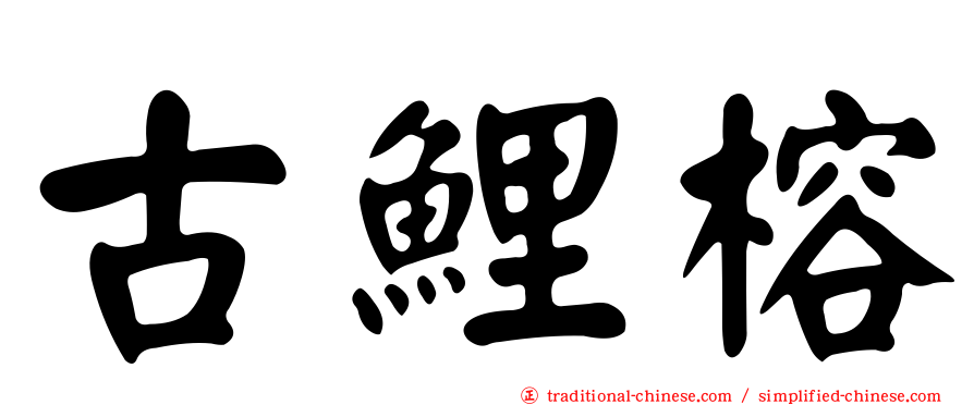 古鯉榕