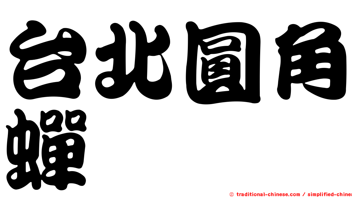 台北圓角蟬