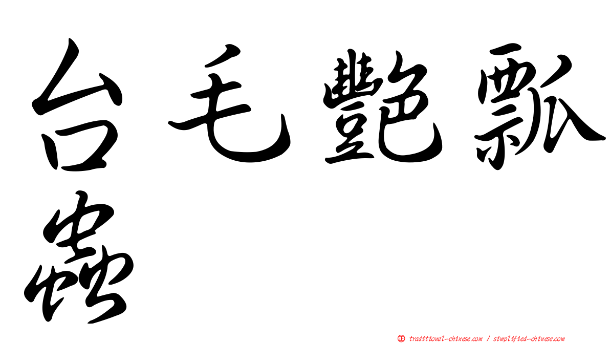 台毛艷瓢蟲