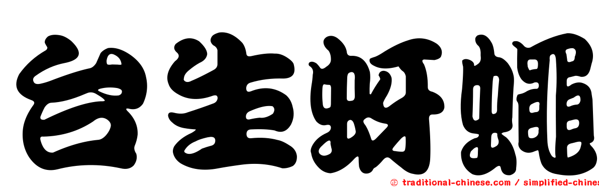 台生蚜蠅