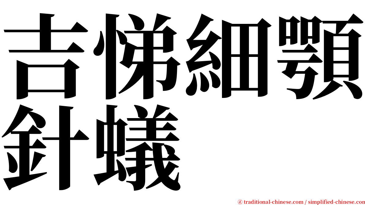 吉悌細顎針蟻 serif font