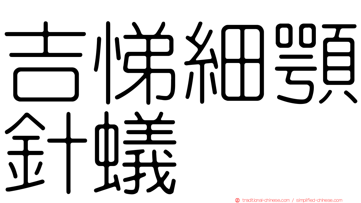 吉悌細顎針蟻