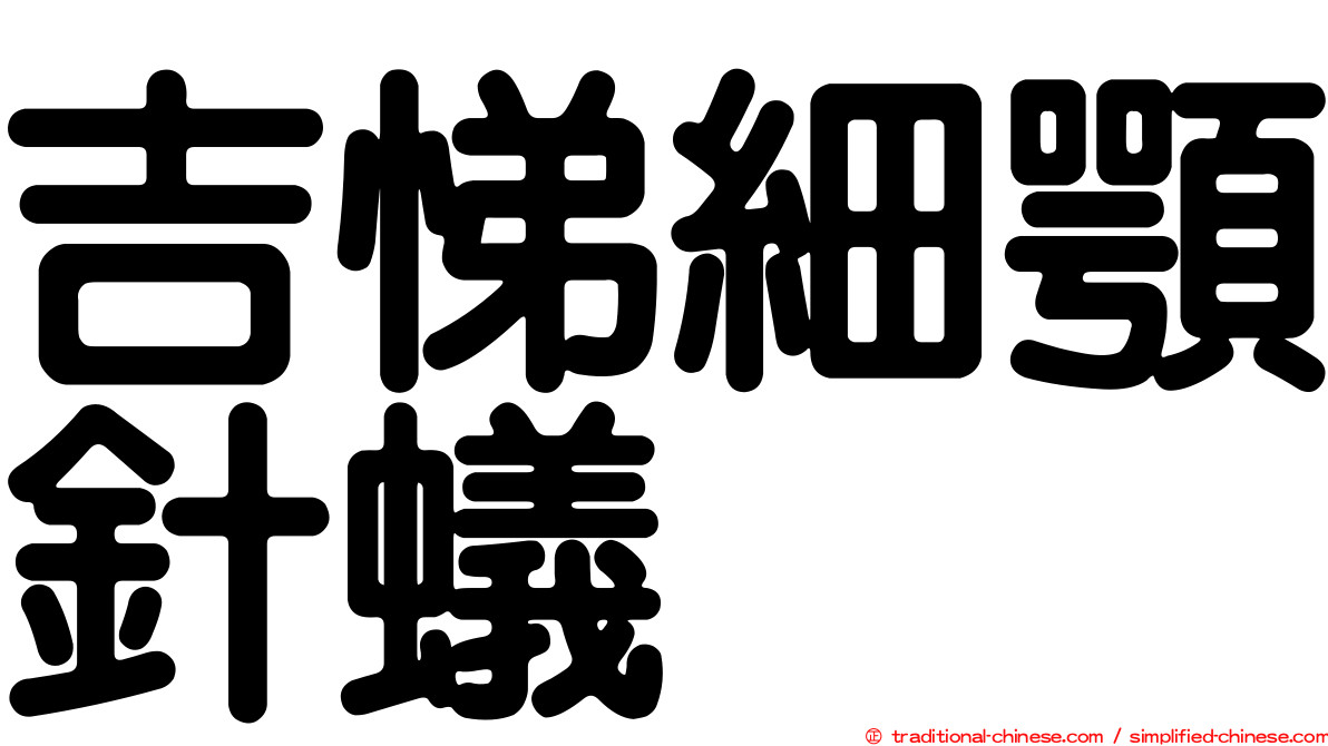 吉悌細顎針蟻