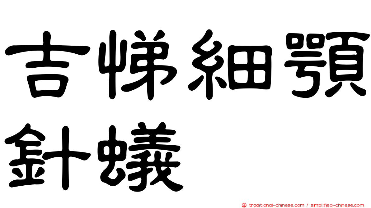 吉悌細顎針蟻