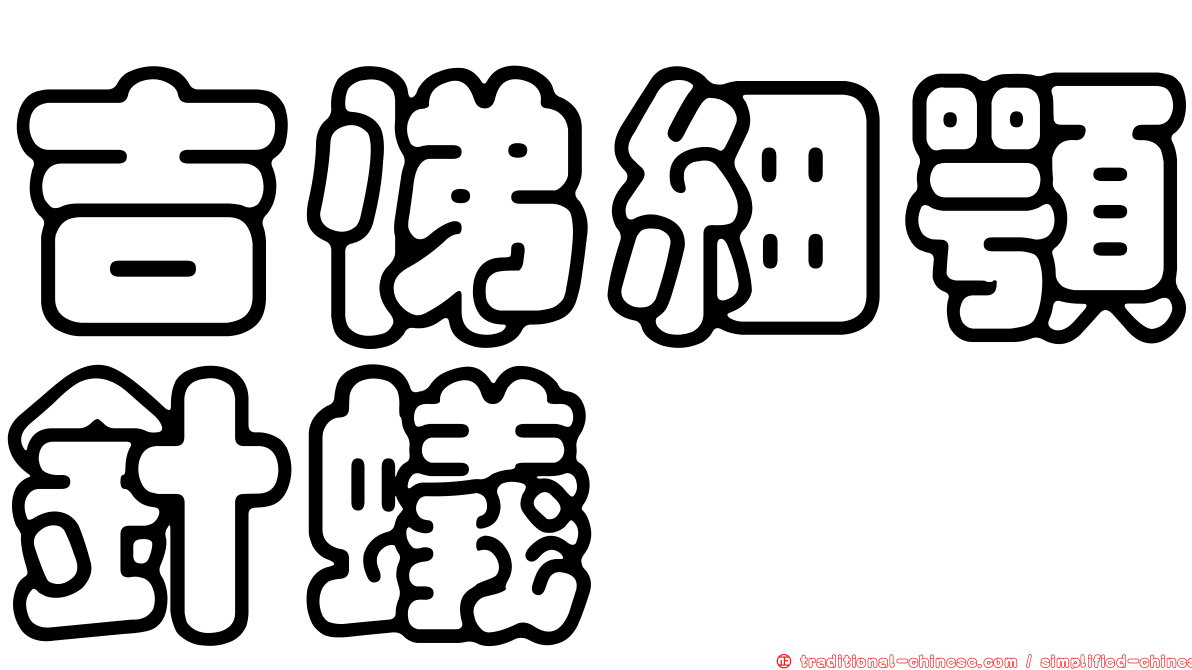 吉悌細顎針蟻