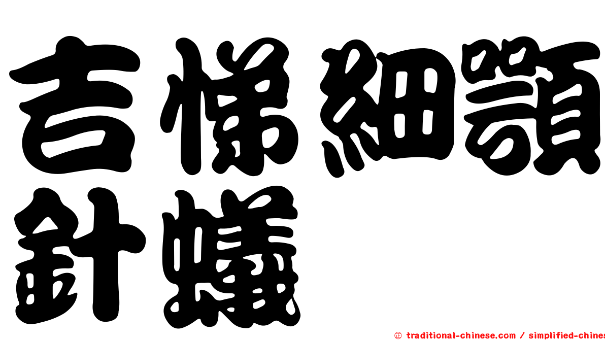 吉悌細顎針蟻