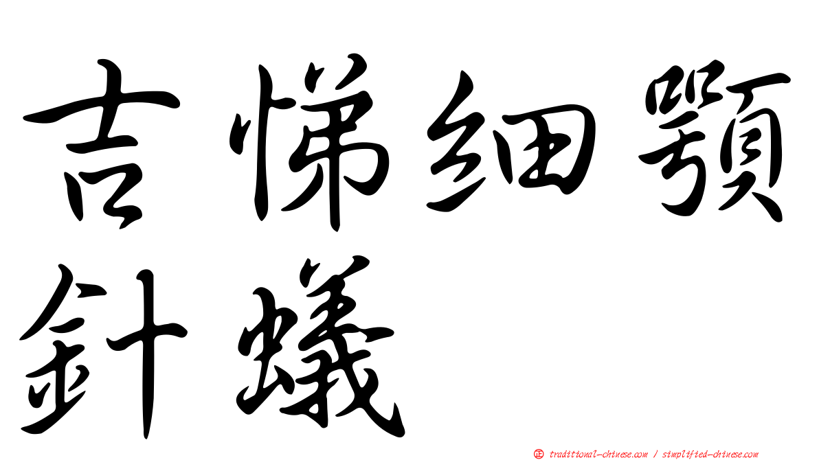 吉悌細顎針蟻