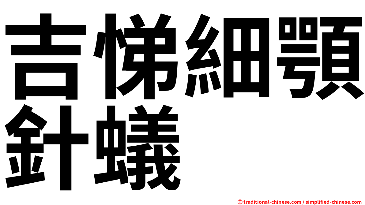吉悌細顎針蟻