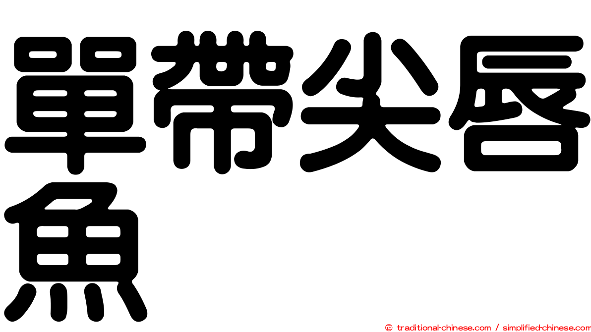 單帶尖唇魚