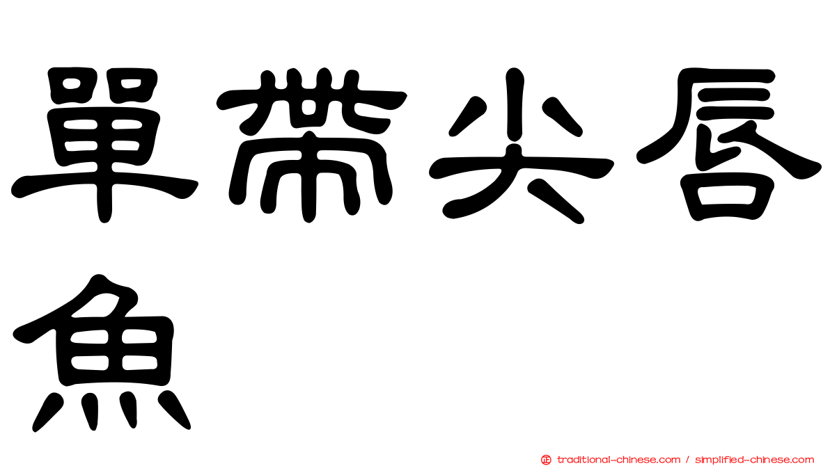 單帶尖唇魚